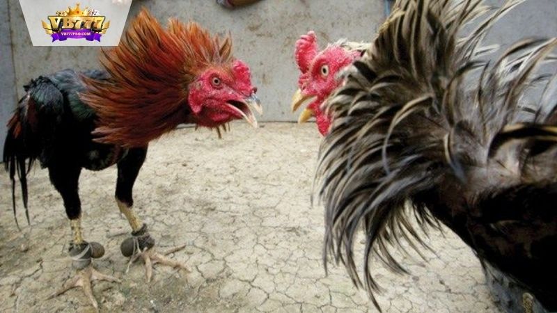 VB777 | Cách Chọn Gà Đá - 4 Cách Tìm Chiến Kê Xuất Sắc 6 Một số giống gà đá phổ biến