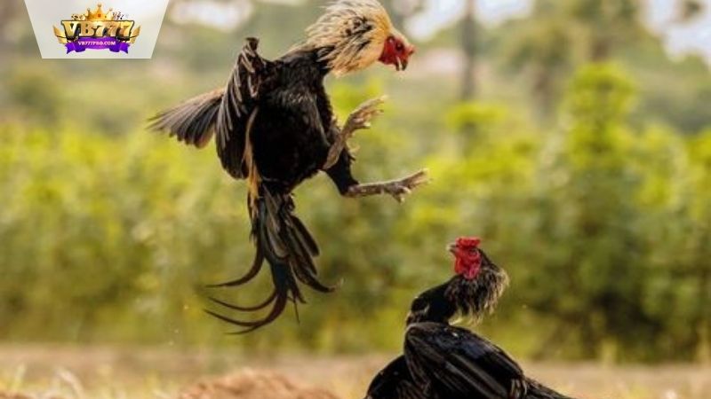 VB777 |Chợ Tốt Gà Đá: Nơi Giao Thương Sắc Sảo, Uy Tín 2025 7 Kinh nghiệm giao dịch tại chợ tốt gà đá