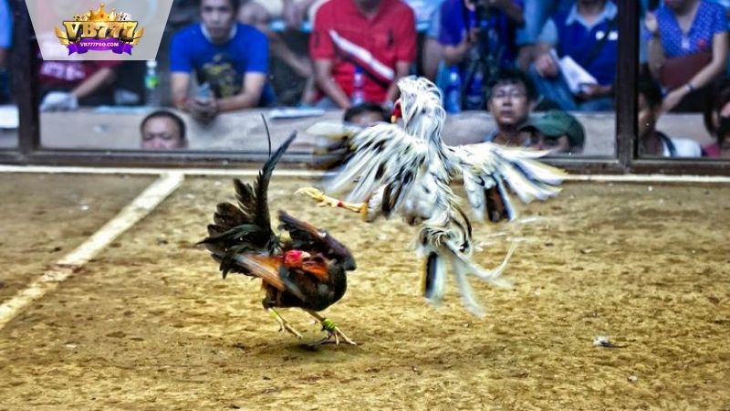 VB777 | Đá Gà Miền Nam - Văn Hóa Độc Đáo và Lịch Sử Thú Vị 10 da-ga-mien-nam-vb777