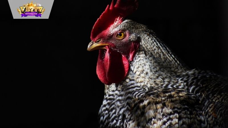 Đá Gà VB777 - Kèo Cược Kịch Tính Đến Giây Cuối Cùng 5 Đá Gà VB777 - Thiên Đường Trực Tuyến Cho Những Kê Thủ
