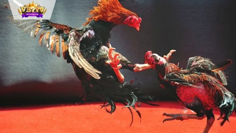 Đá Gà VB777 - Kèo Cược Kịch Tính Đến Giây Cuối Cùng 7 Hướng Dẫn Cách Tham Gia Đá Gà VB777