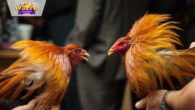 VB777 | Gà Mạng Thomo - Trải Nghiệm Sân Chơi Đầy Kịch Tính 5 Giới Thiệu Về Gà Mạng Thomo