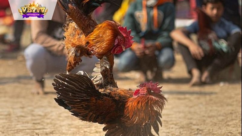 VB777 | Gà Mạng Thomo - Trải Nghiệm Sân Chơi Đầy Kịch Tính 6 Cách Chọn Gà Mạng Thomo