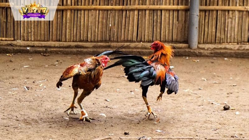 VB777 | Gà Tre Đá - Lịch Sử Và Văn Hóa Độc Đáo Việt Nam 8 Các giống gà tre đá nổi tiếng ở Việt Nam