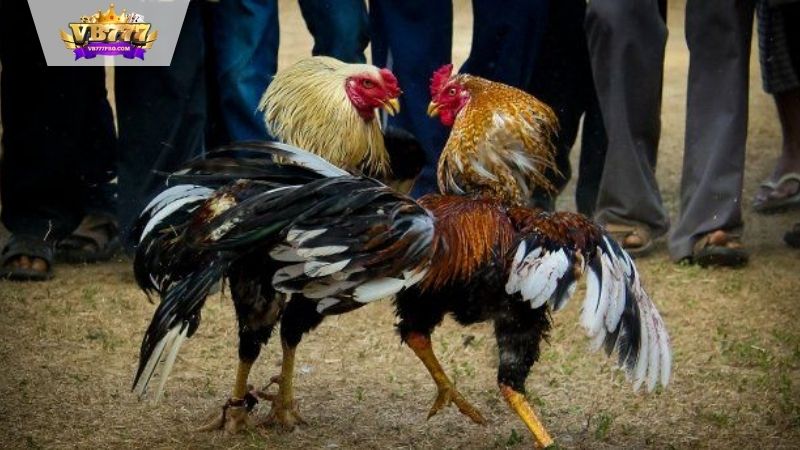 VB777 | Gà Tre Đá - Lịch Sử Và Văn Hóa Độc Đáo Việt Nam 9 Gà tre Móng Cái