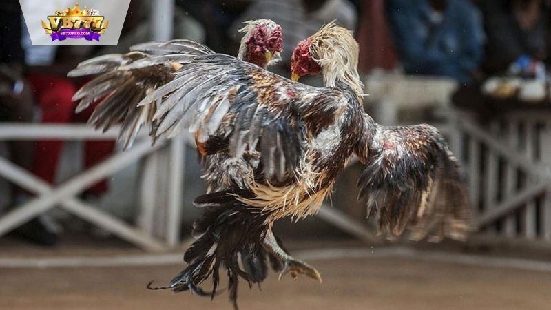 VB777 | Thuật Ngữ Đá Gà - Hiểu 4 Thuật Ngữ Để Bắt Kèo Ngay 5 Các thuật ngữ đá gà chuyên môn