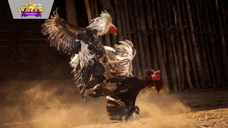 VB777 | Thuật Ngữ Đá Gà - Hiểu 4 Thuật Ngữ Để Bắt Kèo Ngay 6 Các loại hình đá gà phổ biến