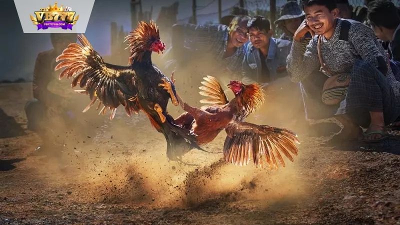 VB777 | Thuật Ngữ Đá Gà - Hiểu 4 Thuật Ngữ Để Bắt Kèo Ngay 7 Các quy định và luật lệ áp dụng trong trò chơi đá gà