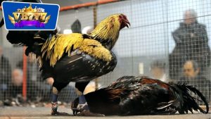 bài tập giúp gà đá lì đòn 16 bài tập giúp gà đá lì đòn