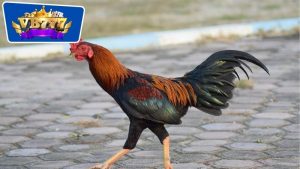 Cách Chọn Gà Giống Đá Hay: Bí Quyết Để Sở Hữu Chiến Kê Ưu Tú 15 cách chọn gà giống đá hay