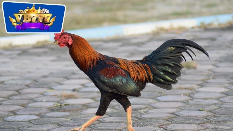 Cách Chọn Gà Giống Đá Hay: Bí Quyết Để Sở Hữu Chiến Kê Ưu Tú 4 cách chọn gà giống đá hay