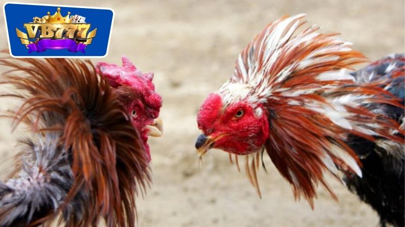 Cách Nhận Biết Gà Đá Dở - Bí Quyết Chọn Gà Chọi Chất Lượng 4 cách nhận biết gà đá dở