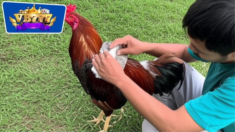 Cách Tắm Gà Đá - Bí Quyết Để Chăm Sóc Gà Chọi Hiệu Quả 5 Phương pháp tắm khô cho gà đác