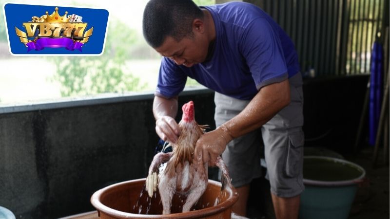 Cách Tắm Gà Đá - Bí Quyết Để Chăm Sóc Gà Chọi Hiệu Quả 6 Tắm bằng nước trà xanh và các phương pháp tự nhiên khác