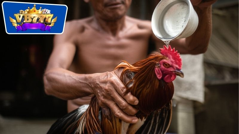 Cách Tắm Gà Đá - Bí Quyết Để Chăm Sóc Gà Chọi Hiệu Quả 7 Kết hợp tắm và om gà để thực hiện quy trình chăm sóc toàn diện