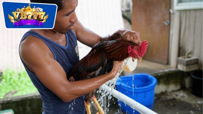 Cách Tắm Gà Đá - Bí Quyết Để Chăm Sóc Gà Chọi Hiệu Quả 4 cách tắm gà đá