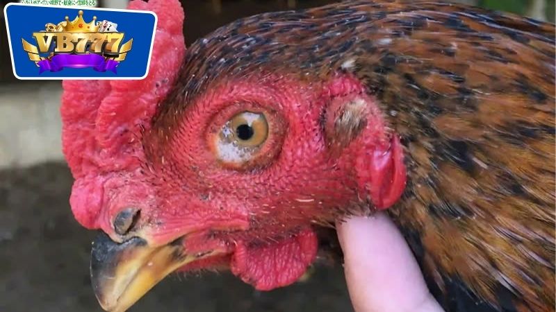 Cách Trị Gà Đá Bị Sưng - Bí Quyết Giúp Phục Hồi Nhanh Chóng 5 Nguyên nhân gây sưng ở gà đá