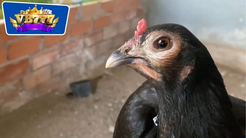 Cách Trị Gà Đá Bị Sưng - Bí Quyết Giúp Phục Hồi Nhanh Chóng 6 Phương pháp để nhận biết và chẩn đoán về tình trạng sưng