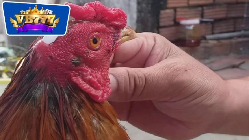 Cách Trị Gà Đá Bị Sưng - Bí Quyết Giúp Phục Hồi Nhanh Chóng 7 Biện pháp điều trị gà bị sưng