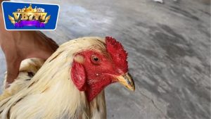 Cách Trị Gà Đá Bị Sưng - Bí Quyết Giúp Phục Hồi Nhanh Chóng 14 cách trị gà đá bị sưng