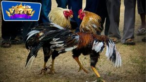 Lịch Om Bóp Gà Đá - Bí Quyết Nuôi Gà Đá Khỏe Mạnh Hiệu Quả 11 lịch om bóp gà đá