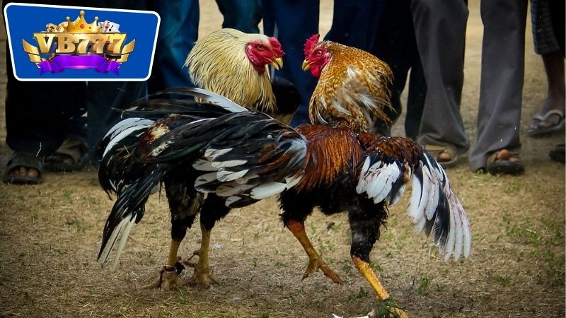 Lịch Om Bóp Gà Đá - Bí Quyết Nuôi Gà Đá Khỏe Mạnh Hiệu Quả 4 lịch om bóp gà đá