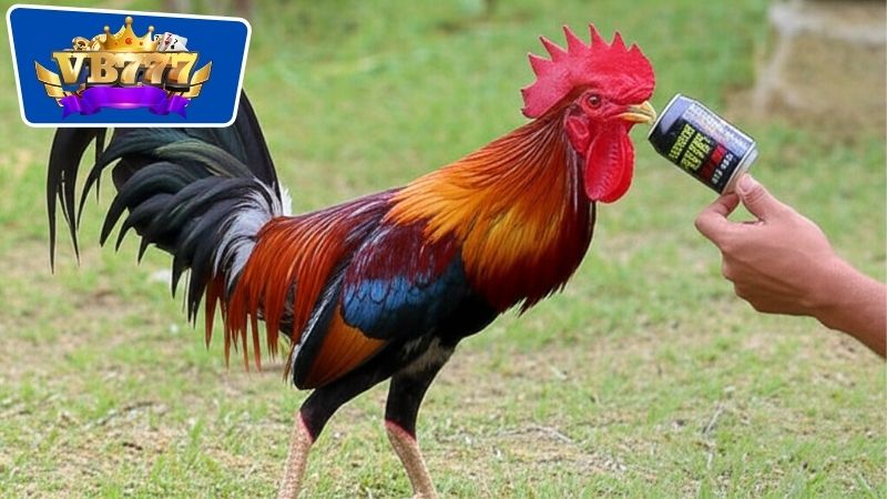 Thuốc Nuôi Gà Đá Tăng Pin: Tăng Sức Mạnh Cho Gà Đá Hiệu Quả  5 Lợi ích vượt trội của việc sử dụng thuốc nuôi gà đá tăng pin